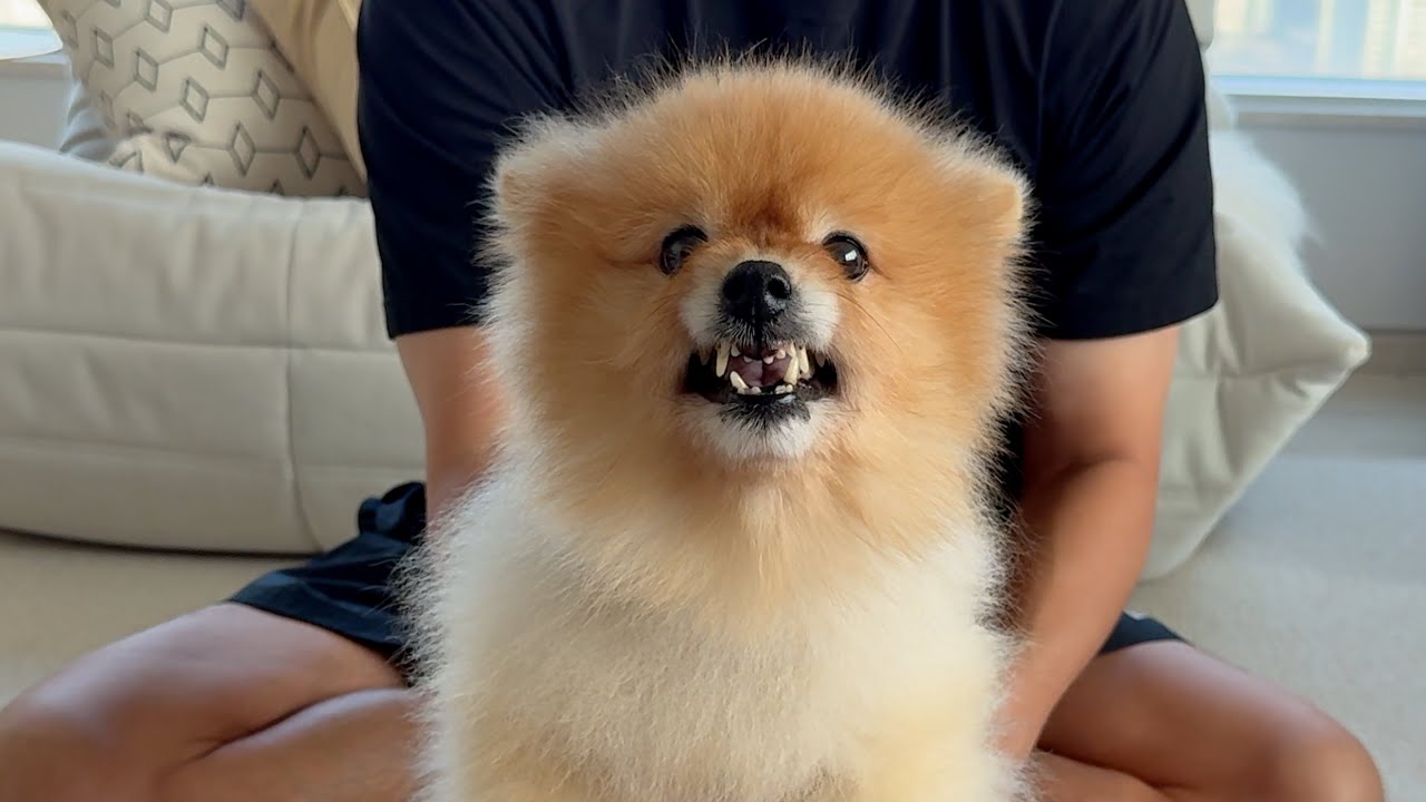 I swear my vet told me my dog loves to exercise..