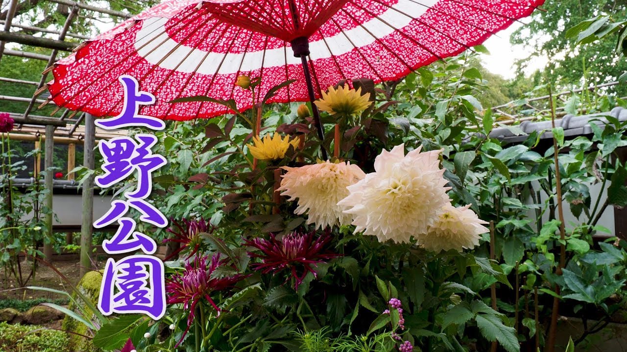 TOKYO. Dahlia of Ueno Park 2019. 上野公園　#4K