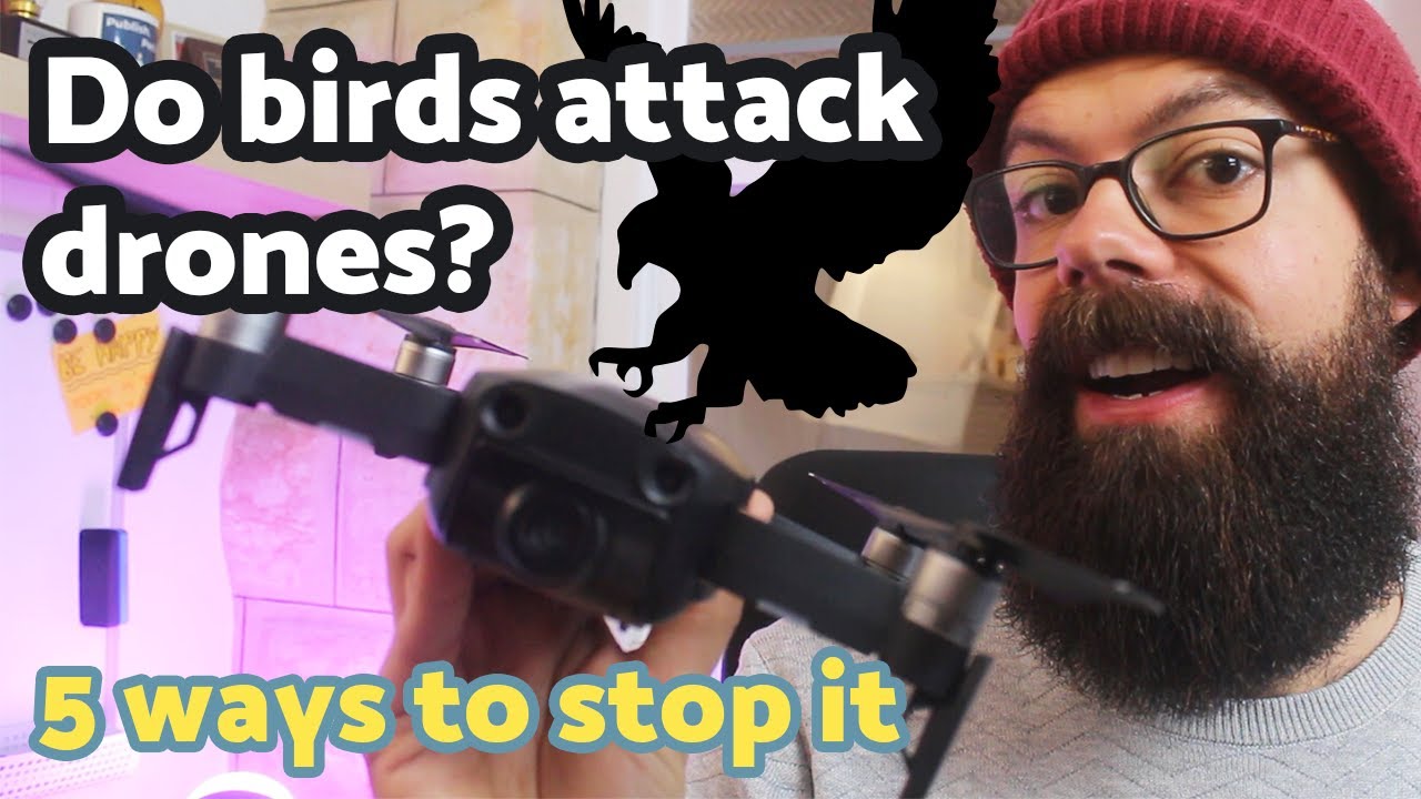 Do drones get attacked by birds? 5 insiders tricks to stop it...