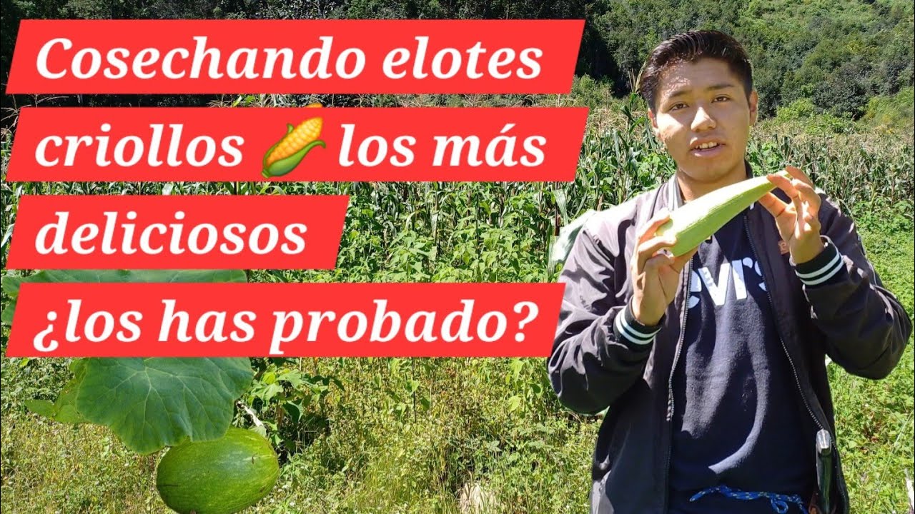 Asi cosechamos los elotes criollos oaxaqueños 🌽 los más deliciosos 😋