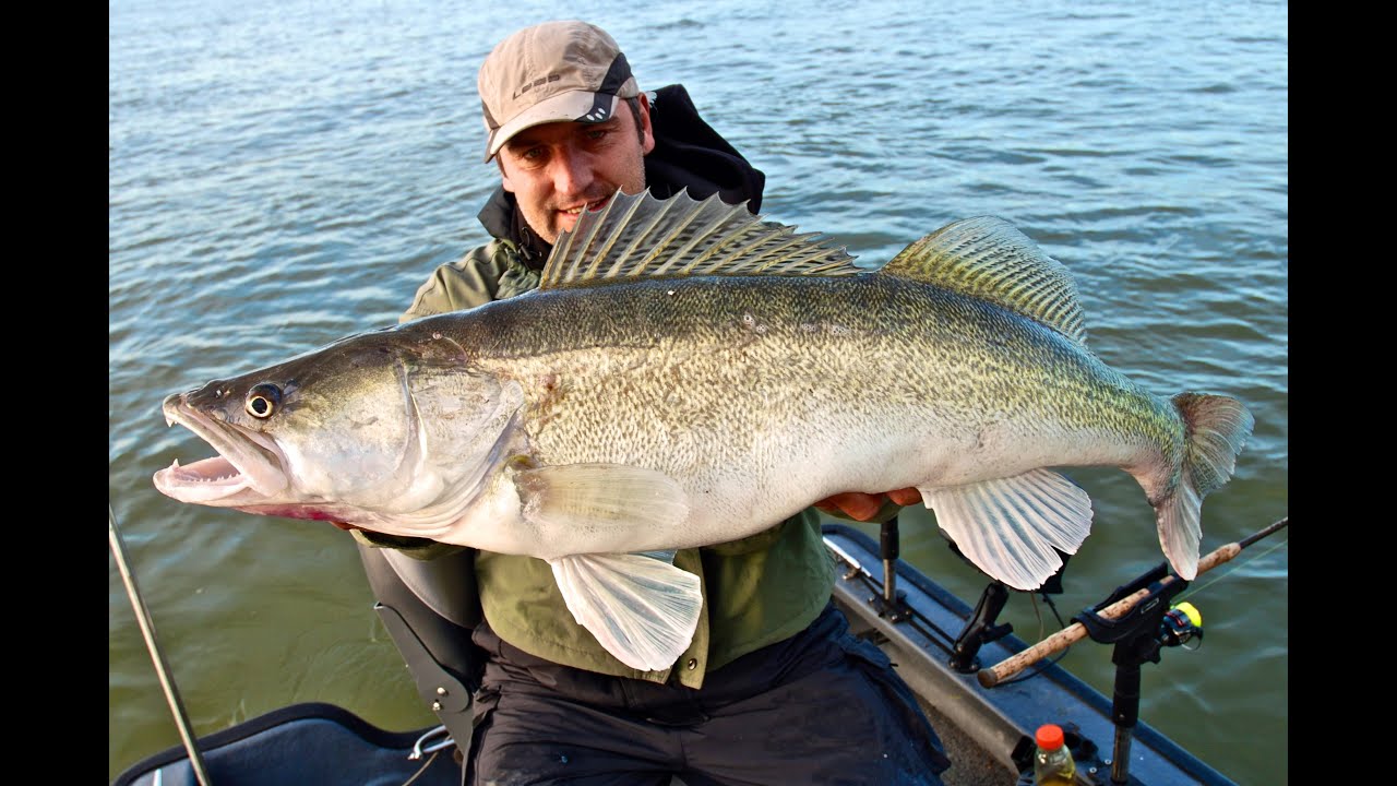96 & 98 cm Snoekbaars Release