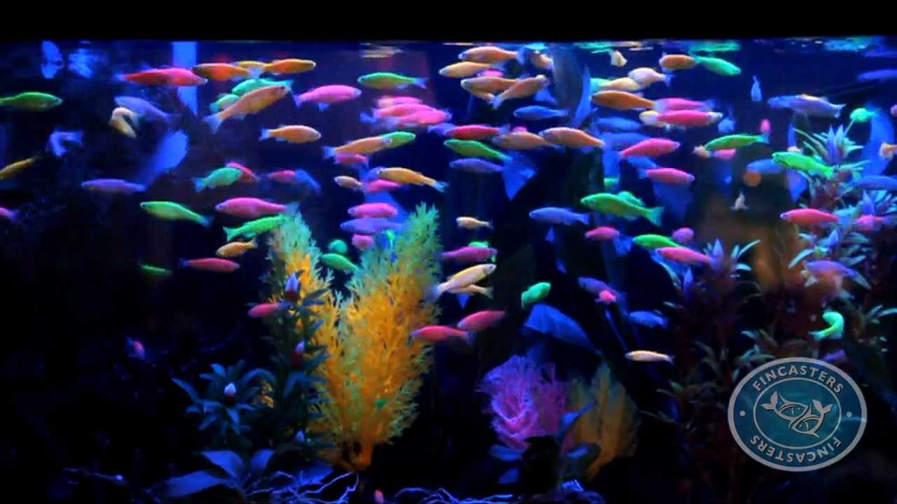 Fincasters Episode 8 GloFish