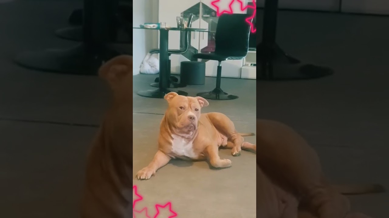 ➡️ American Bully - Rapper comme un rappeur