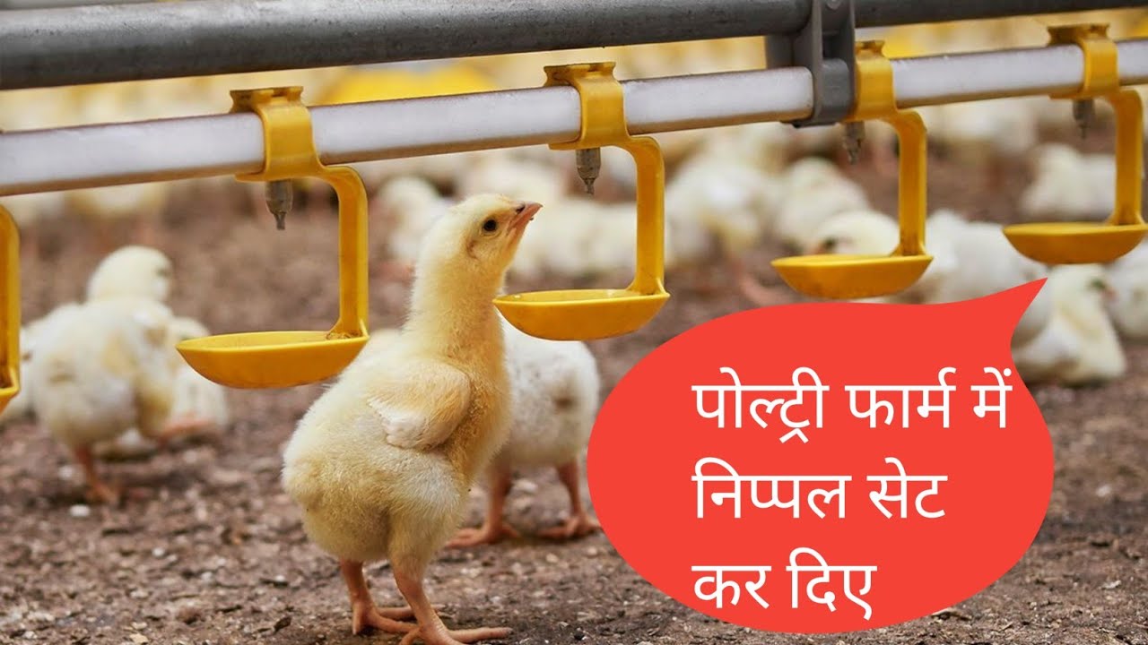 New poultry farm mein nippal set karne ka tarika @0003poultryfarm #0003poultryfarm 