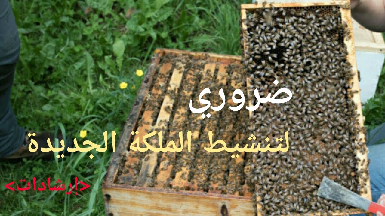 إرشادات بعد تزاوج ملكة النحل /ضروري لإستقرار الملكة ونشاطها في وضع البيض