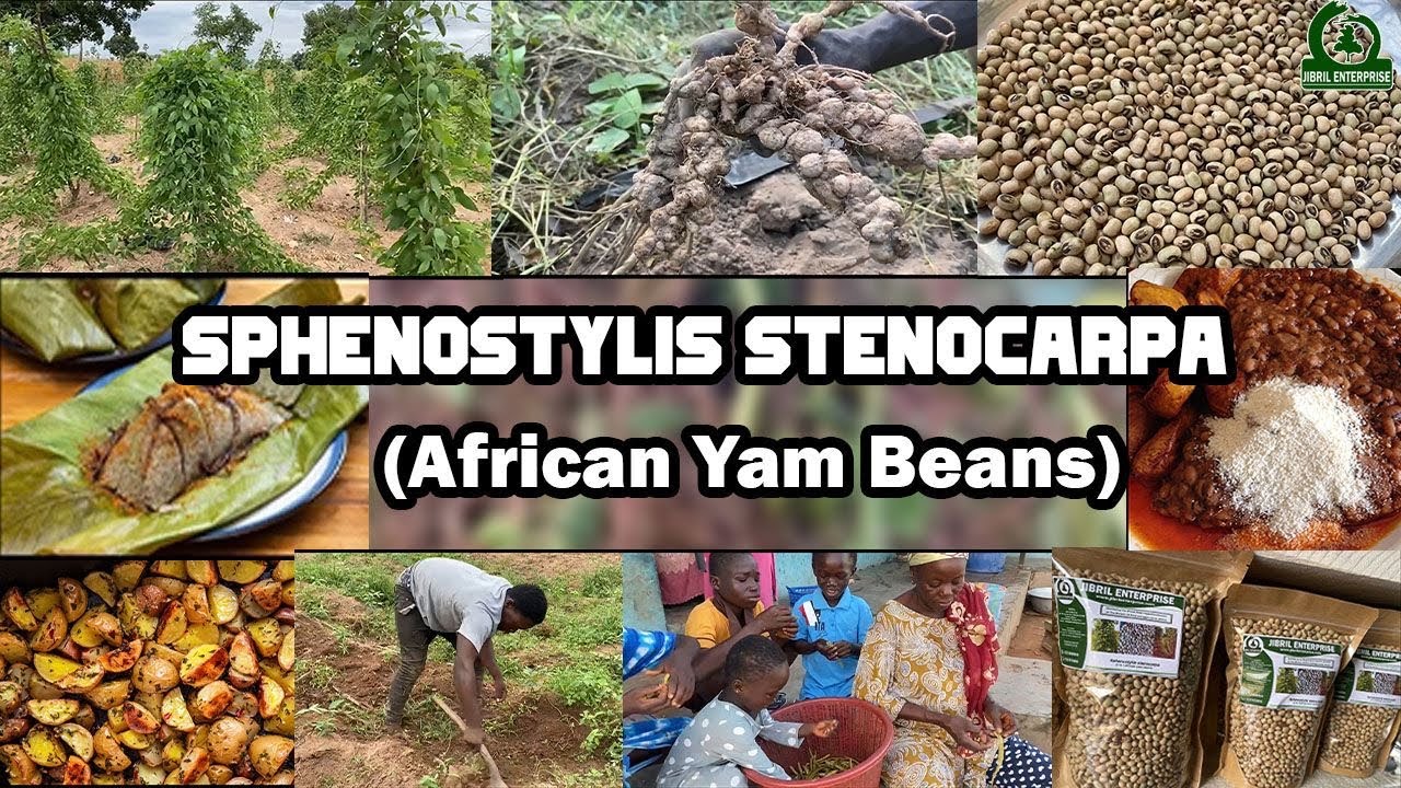 Exploration of African yam beans(Sphenostylis stenocarpa)