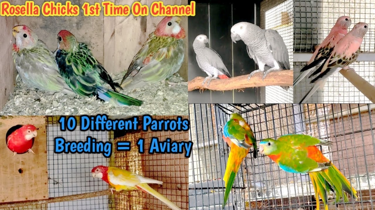 Saw Rosella Birds Chicks 1st Time In My Life || Never Seen Beautiful Birds Setup Like Before Mangrol
