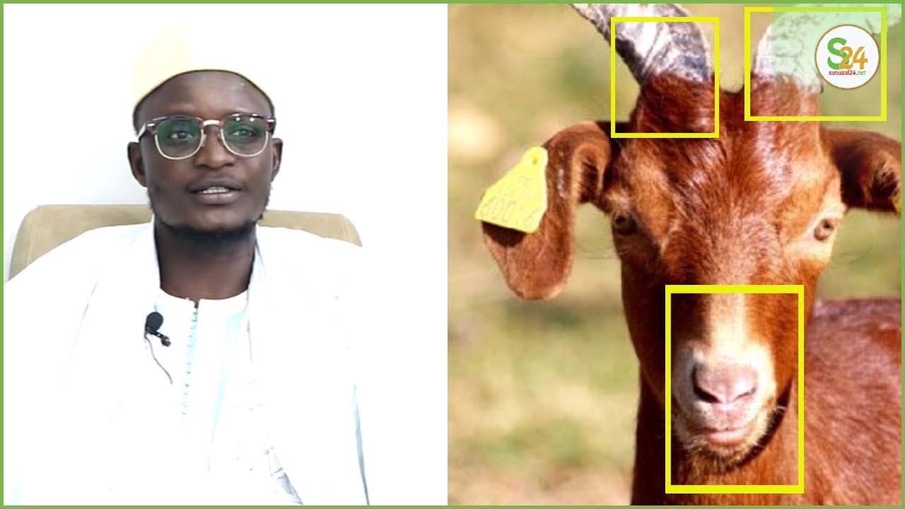 Secret Bi nekk thi Beuy (Chèvre) pour bolé goor ak Djiguéne, yookou ngoora, S. Malick Sock ...