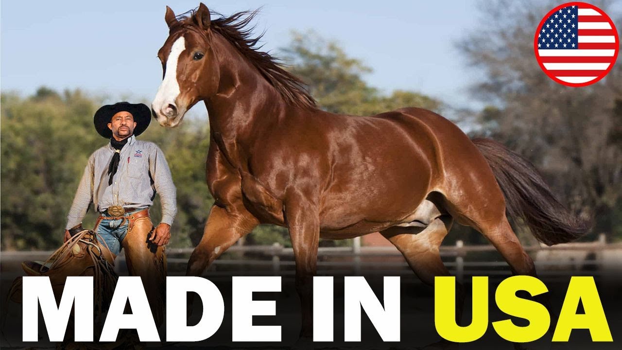 5 FAMOUS American Horse Breeds That Will Blow Your Mind!!