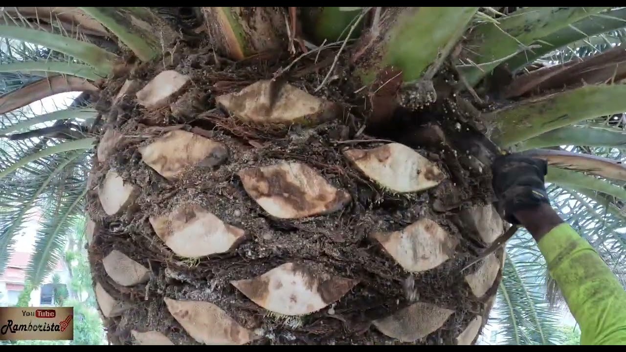 Poda de 2 palmas canariensis