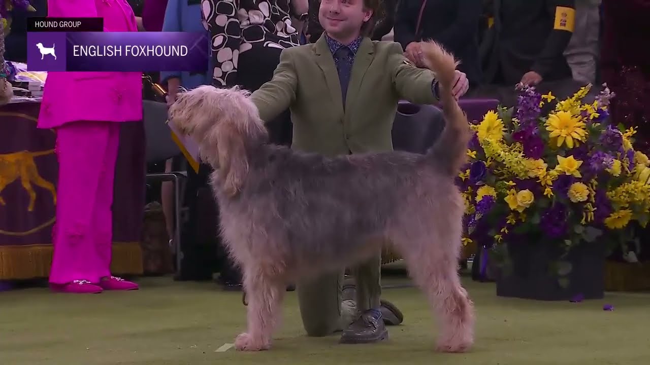 Otterhounds | Breed Judging 2026