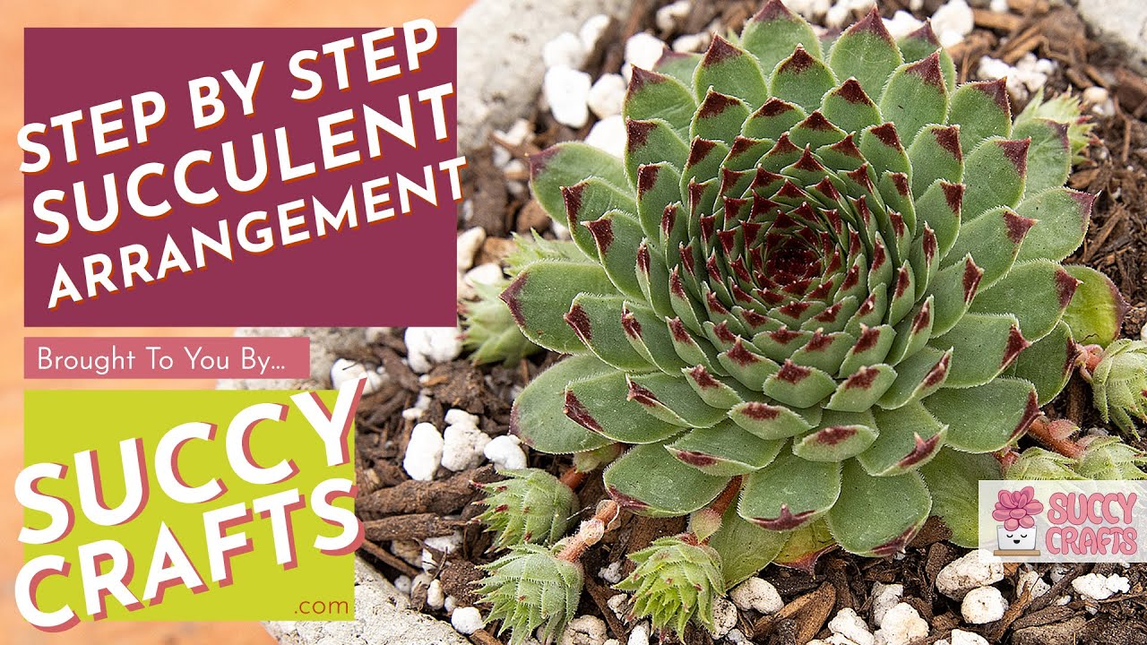 Transplanting Sempervivum Hens and Chicks #Succulents