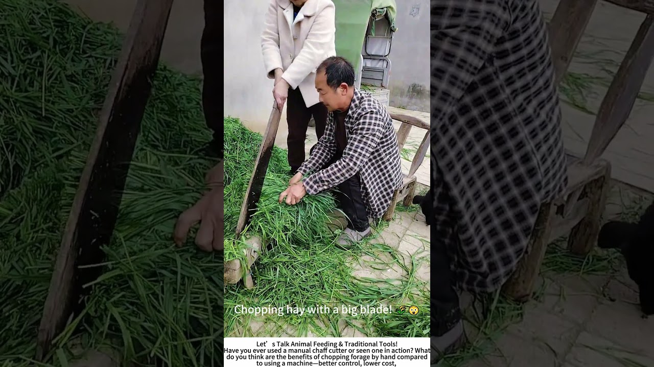 Chopping Hay for Livestock &ndash; A Traditional Way to Feed Cows and Sheep! 🌾🐮