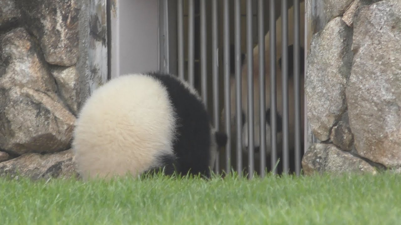 【おか~しゃ~ん💦】🐼彩浜🌈はやくママに会いたいのッ💕【親子パンダ】Giant Panda -Rauhin&Saihin-☆Saihin loves mommy💕