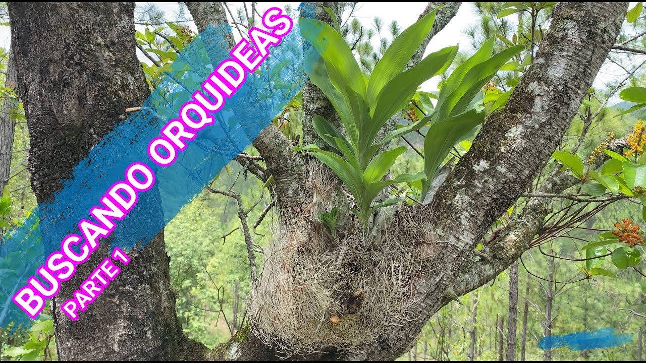 BUSCANDO ORQUIDEAS SILVESTRES EN BOSQUES DE HONDURAS PARTE 1// ORQUIDEA CATASETUM Y EPIDENDRUM
