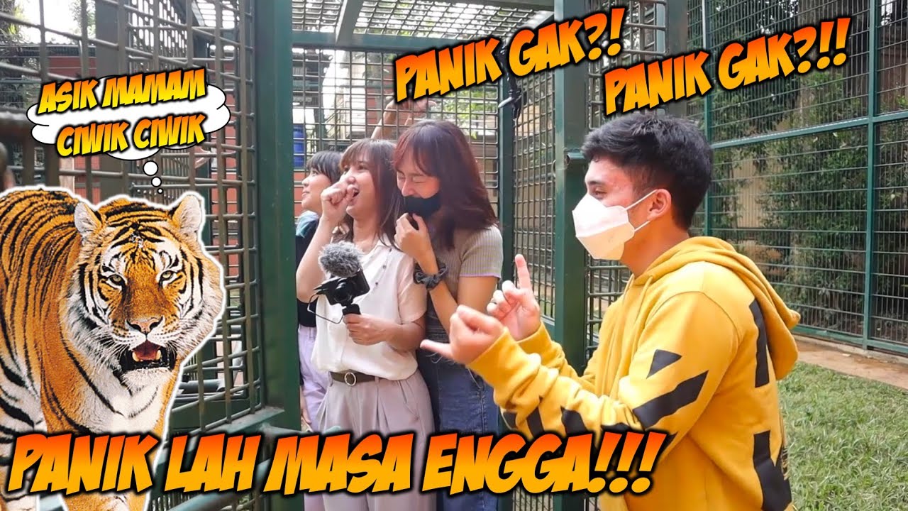 UNBOXING DIKANDANG JINORA ( HARIMAU NYA ALSHAD )!!??