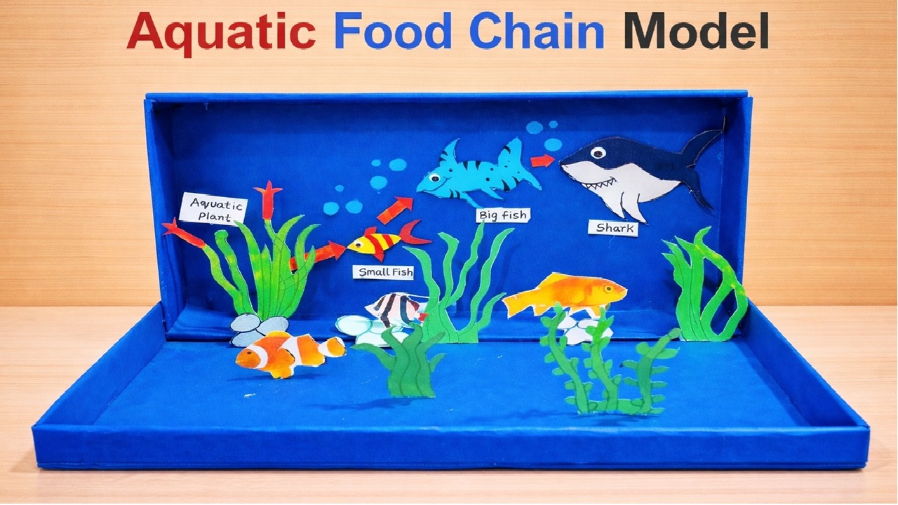 aquatic food chain model making using cardboard | DIY | howtofunda | still model