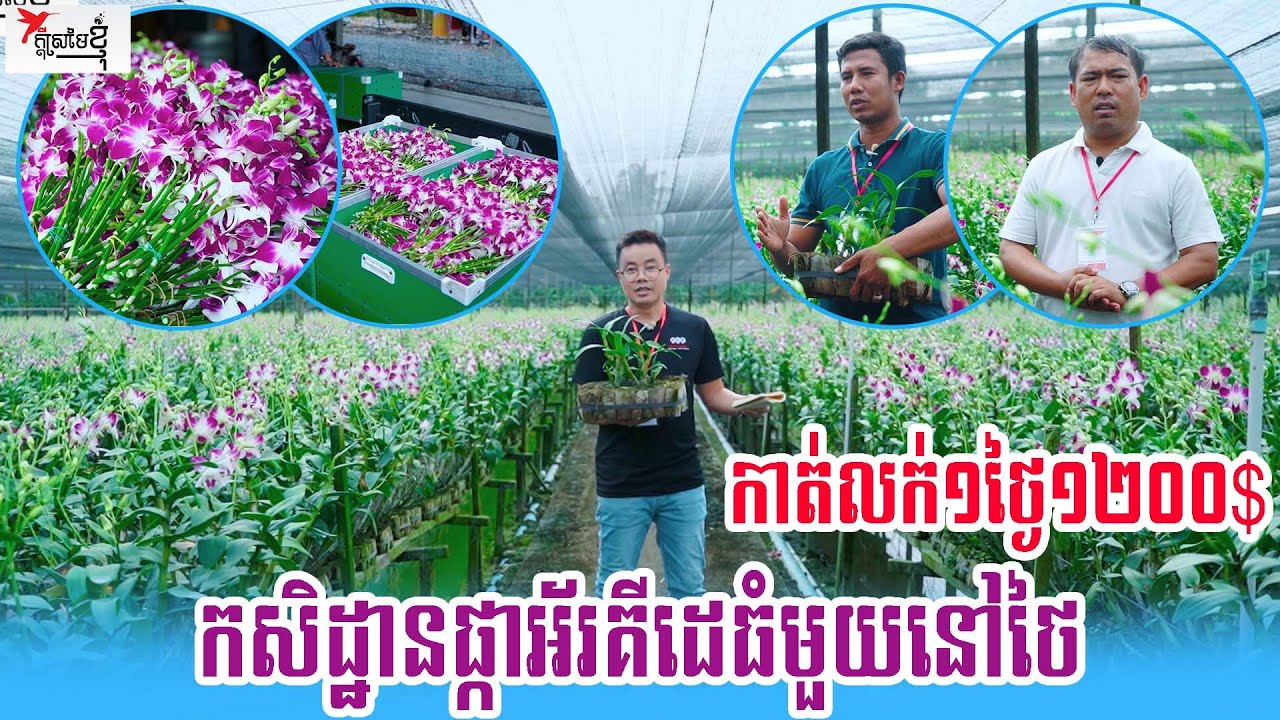 របរចំណូលខ្ពស់ ដាំផ្កាអ័រគីដេលក់មួយថ្ងៃ១២០០$ ដាំម្ដងប្រមូលផល៦ឆ្នាំ | កម្មវិធីក្ដីស្រមៃខ្ញុំ