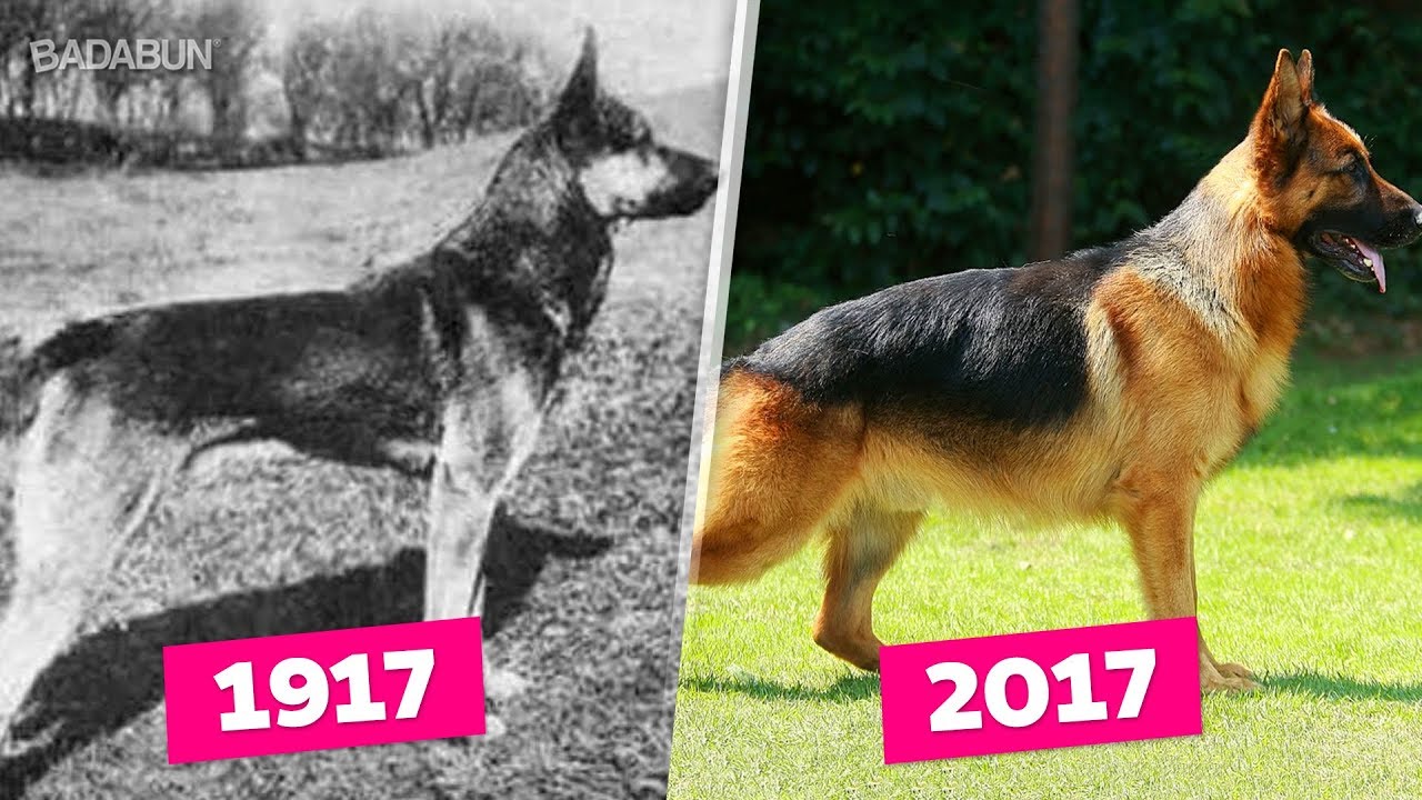 La evolución de estos 7 perros en 100 años