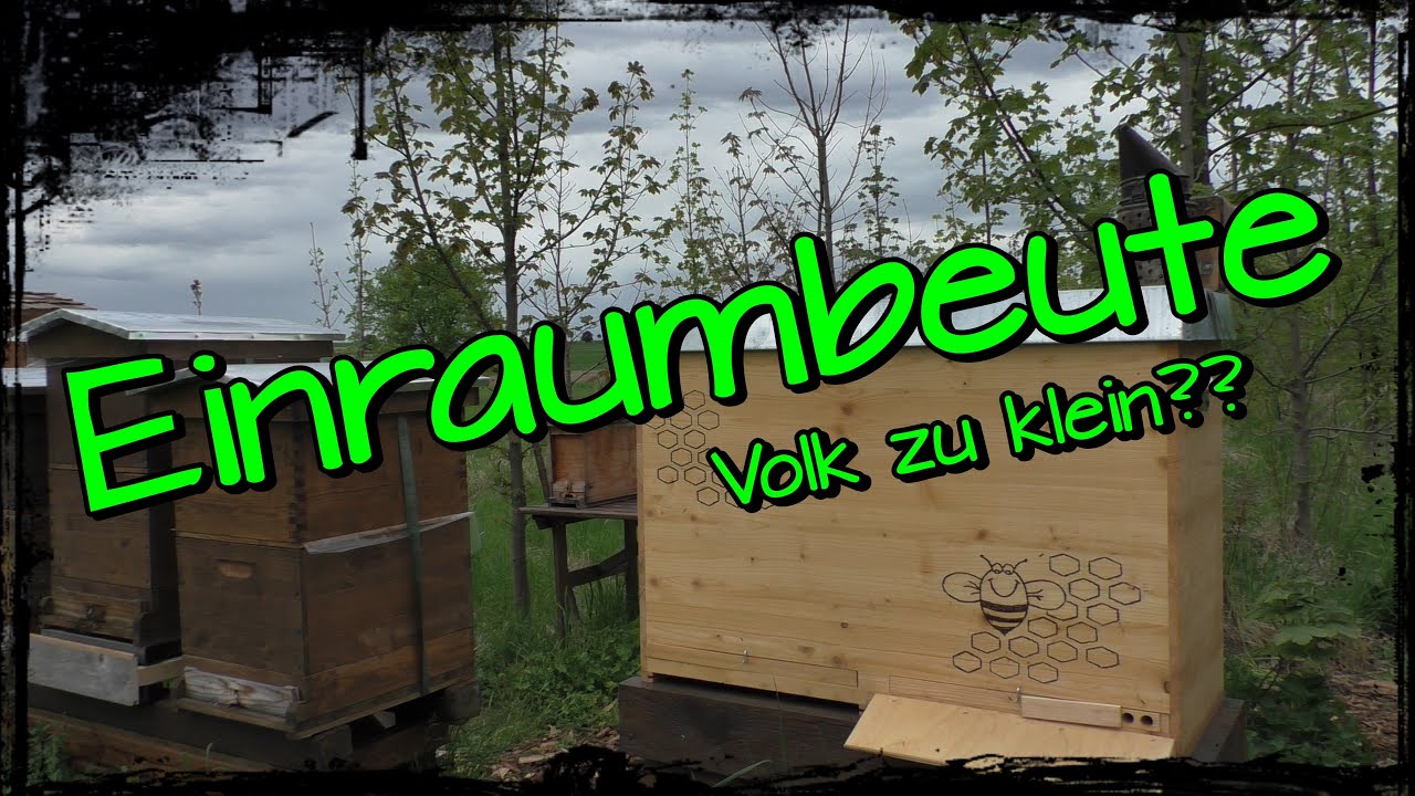 Einraumbeute zweite Durchsicht / Volk zu klein ?? Imkern in der Einraumbeute Teil3