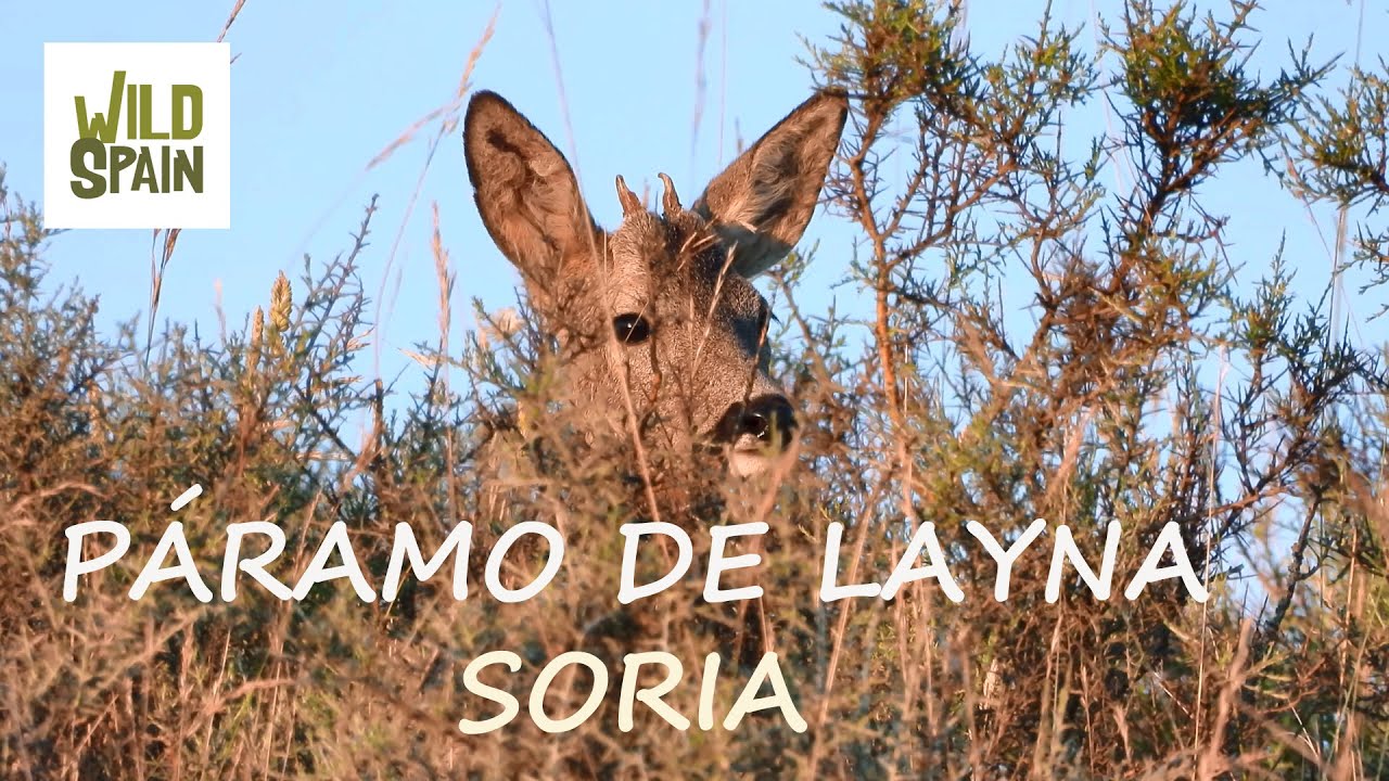 Wild Spain - Capítulo 140 - Páramo de Layna, Soria.