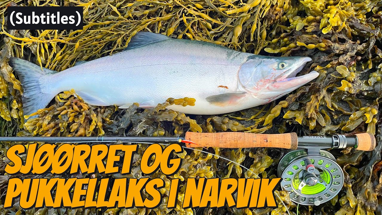 Sjøørret og Pukkellaks i Narvik - Del 1 - 2025