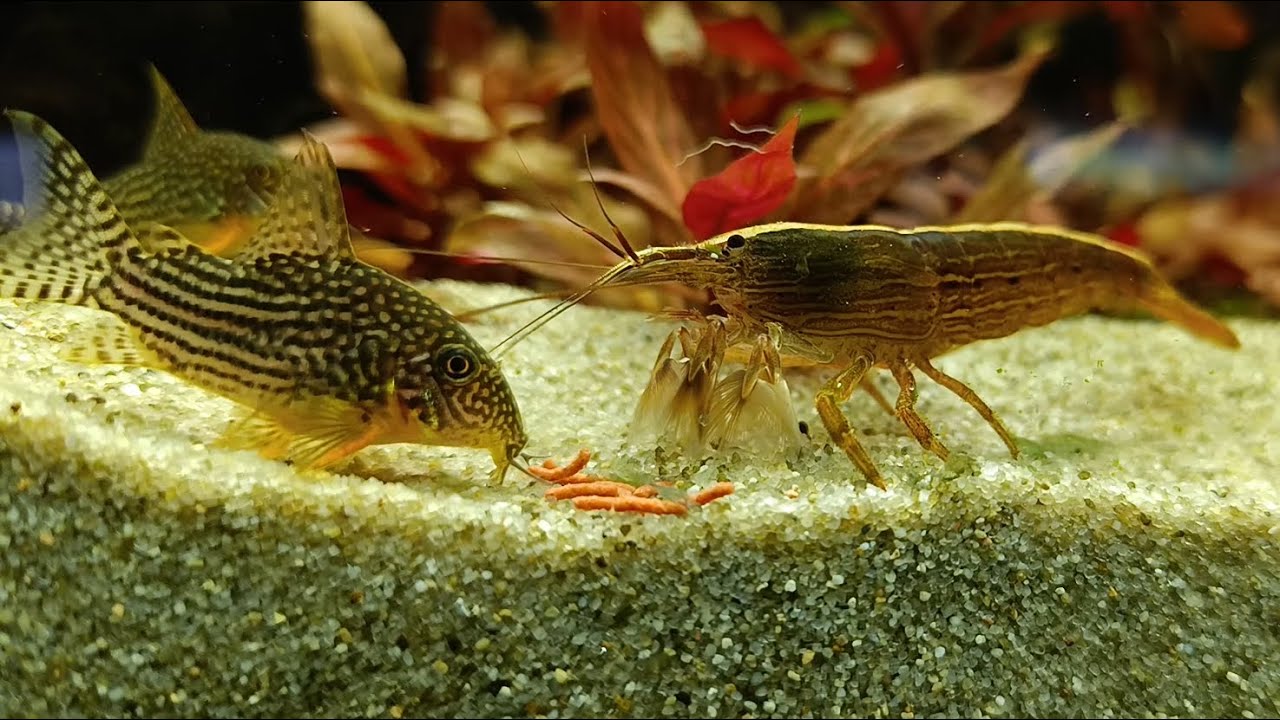 Bamboo Shrimp snackin'