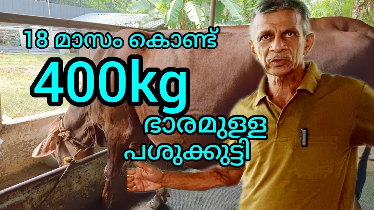 18 മാസം കൊണ്ട് 400 കിലോ ഭാരമുള്ള പശുക്കുട്ടി/miyafarm kichan vlog