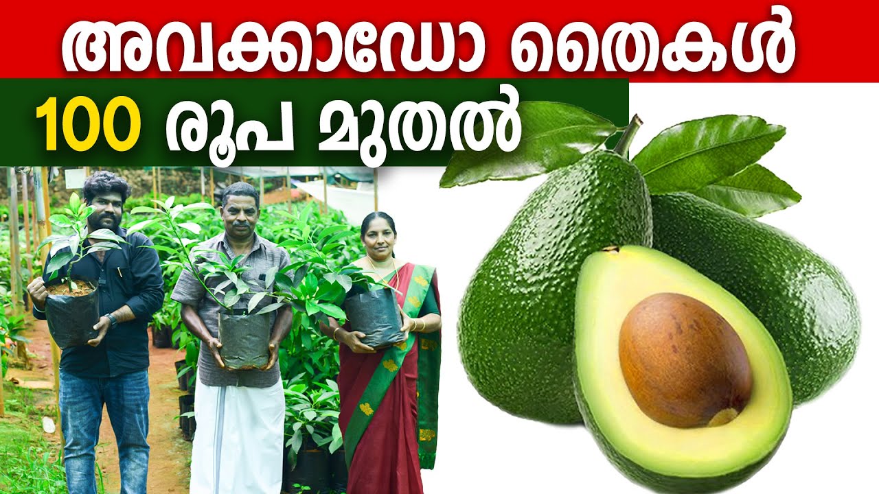 അവക്കാഡോ (AVOCADO) തൈകള്‍ 100 രൂപ മുതല്‍ | കേരളത്തിലെ ഏറ്റവും വലിയ അവക്കാഡോ നഴ്സറി | EXOTIC PLANTS