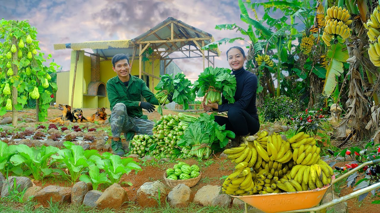 Harvest Purple Chili, Chayote, Bananas & My Brother&rsquo;s Vegetables Goes To Market Sell | Plant Cabbage