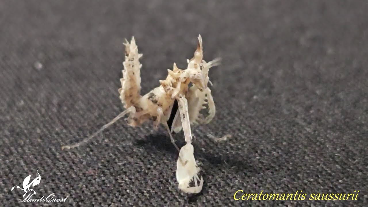 Ceratomantis saussurii... porcelanka ...L5