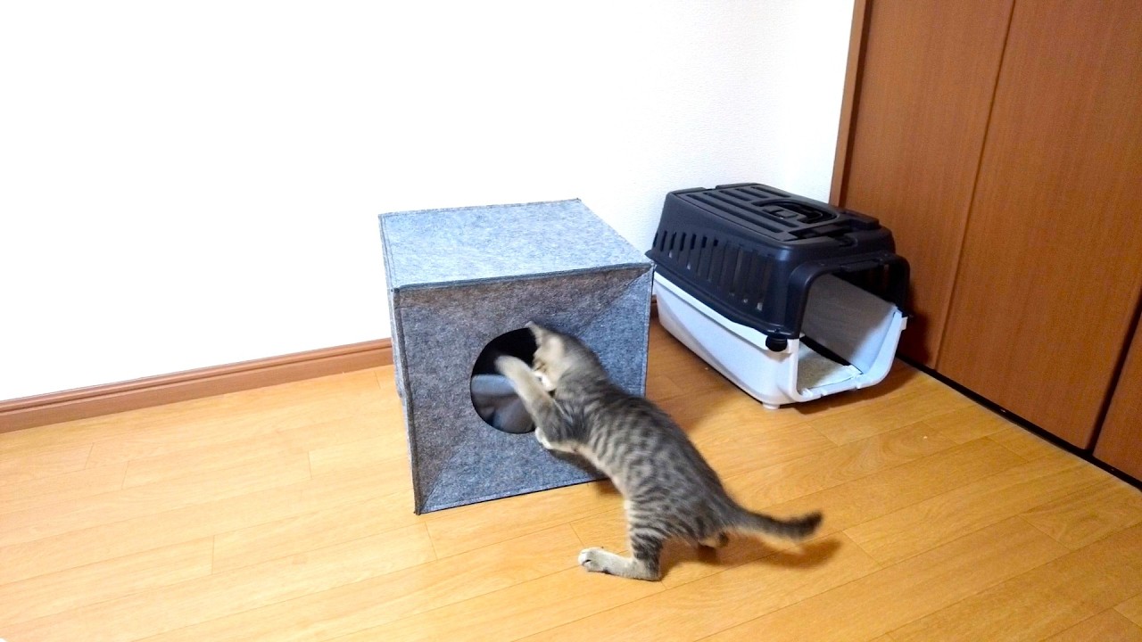 保護した子猫に新居を買ってみた結果