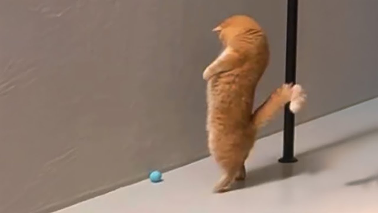 Funny Pets Compilation 😂 You Won’t Stop Laughing! #6