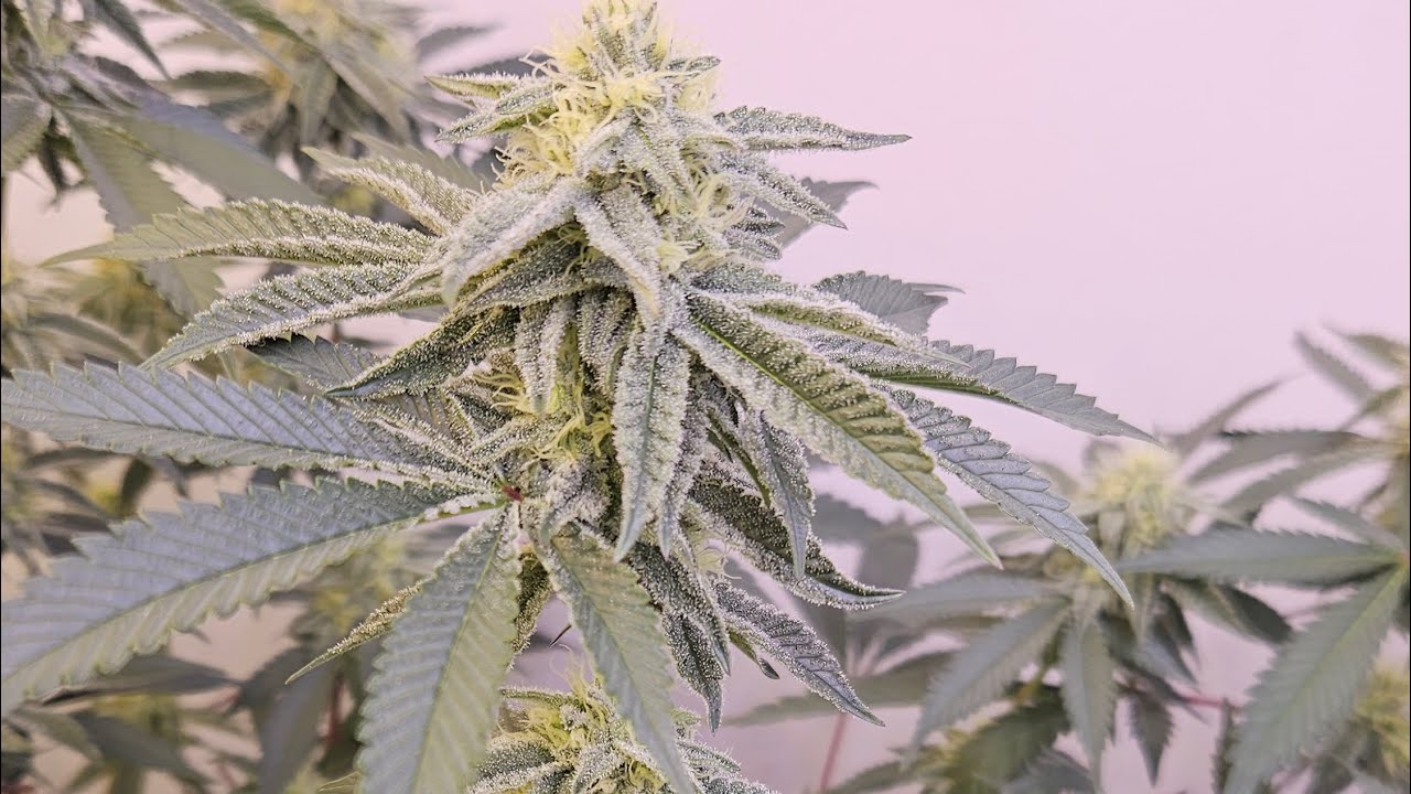 @GoliathGrower frosty monkey#gardening #growplants