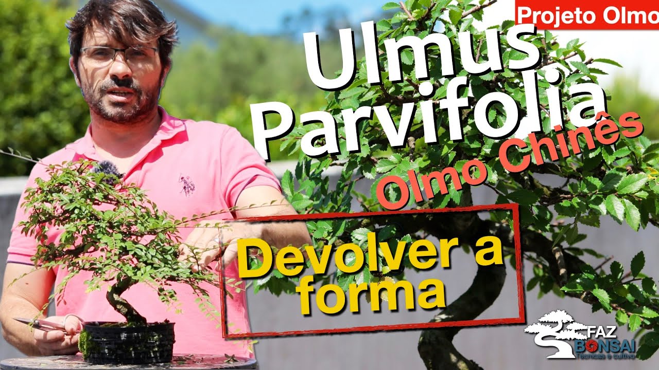 Ulmus Parvifolia (Olmo Chinês) -  Projeto Olmo  - Devolver a forma