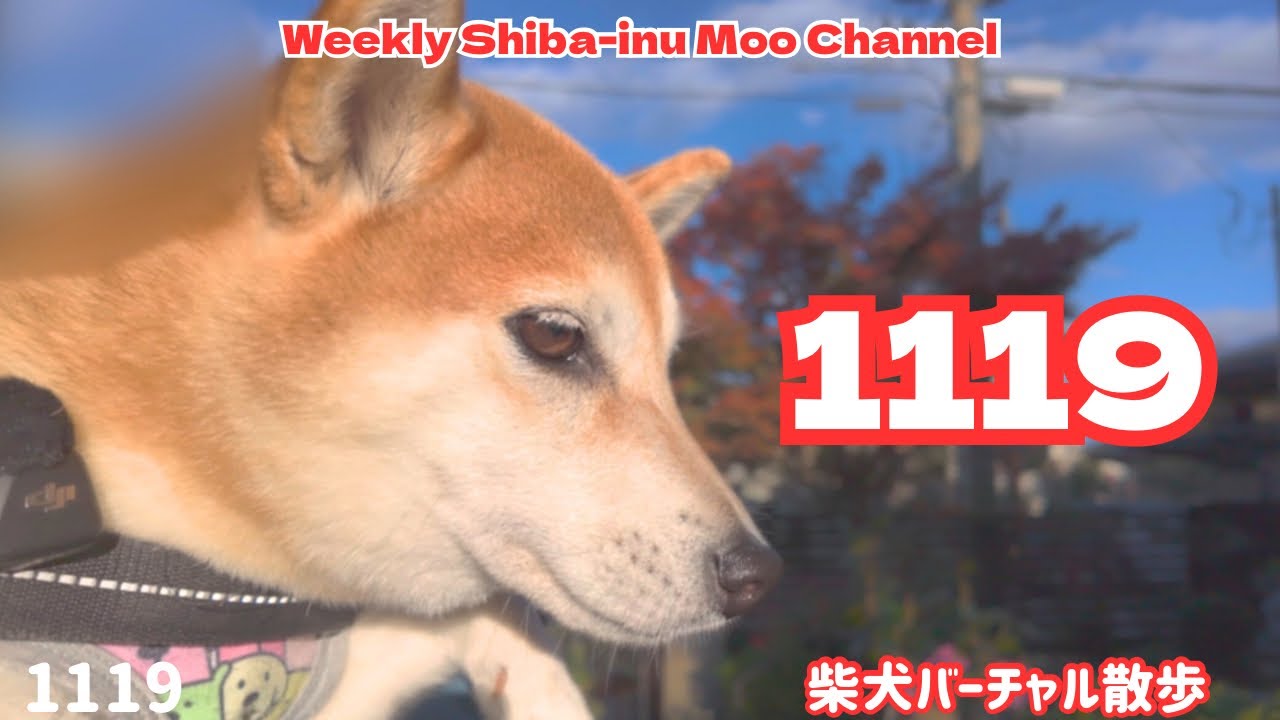 【柴犬】1119 #244