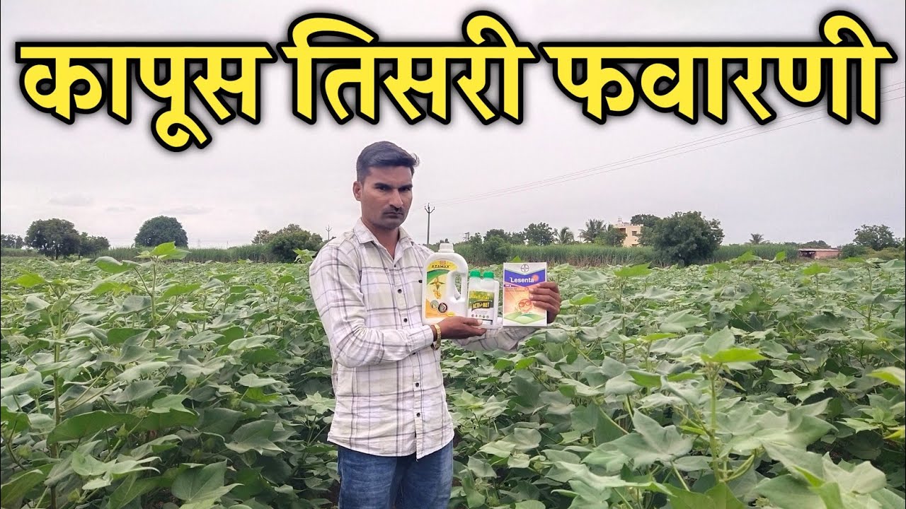 कापूस तिसरी फवारणी संपूर्ण माहिती | मावा तुडतुडे फुलकिडे अळी नियंत्रण | krushi varta channel 