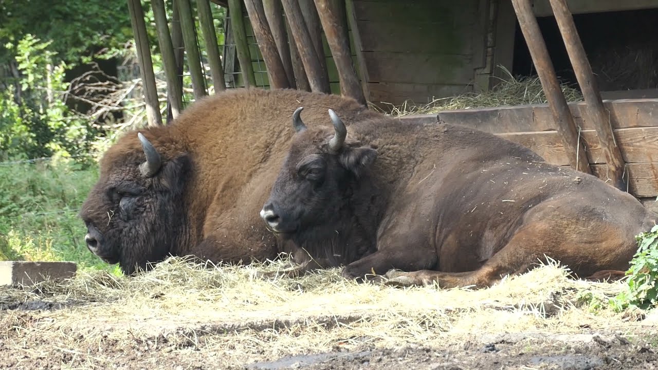 Wanderung Wildkatzenpfad Weiskirchen