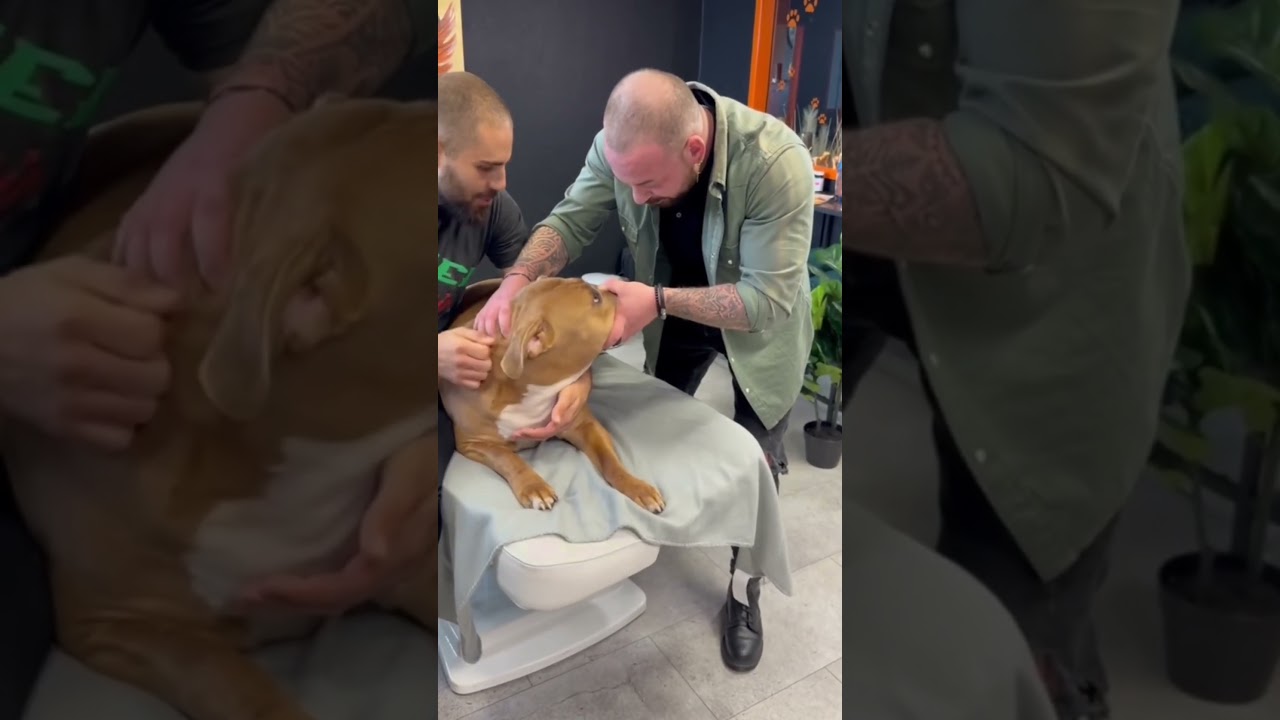 #chiropractic #chiropractor #animals @PhysicalOnePlus