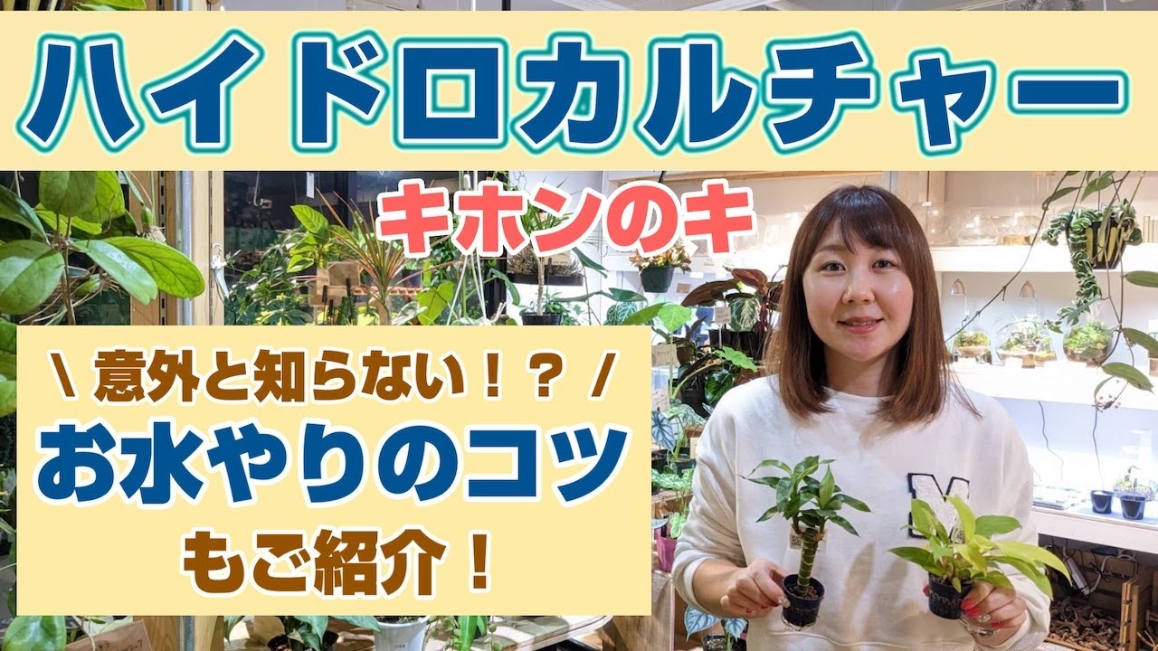 【ハイドロカルチャーキホンのキ】《NOKO'sちゃんねる》《ノコズ》