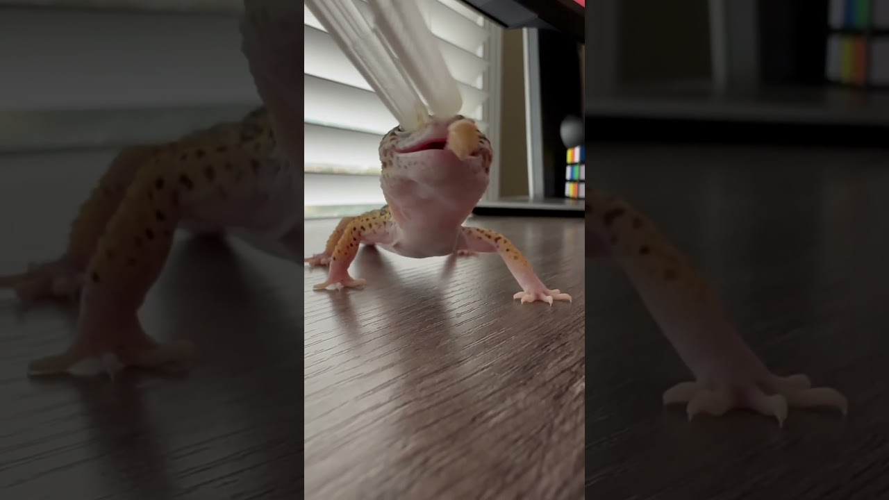 This gecko likes to dance before eating! 😂