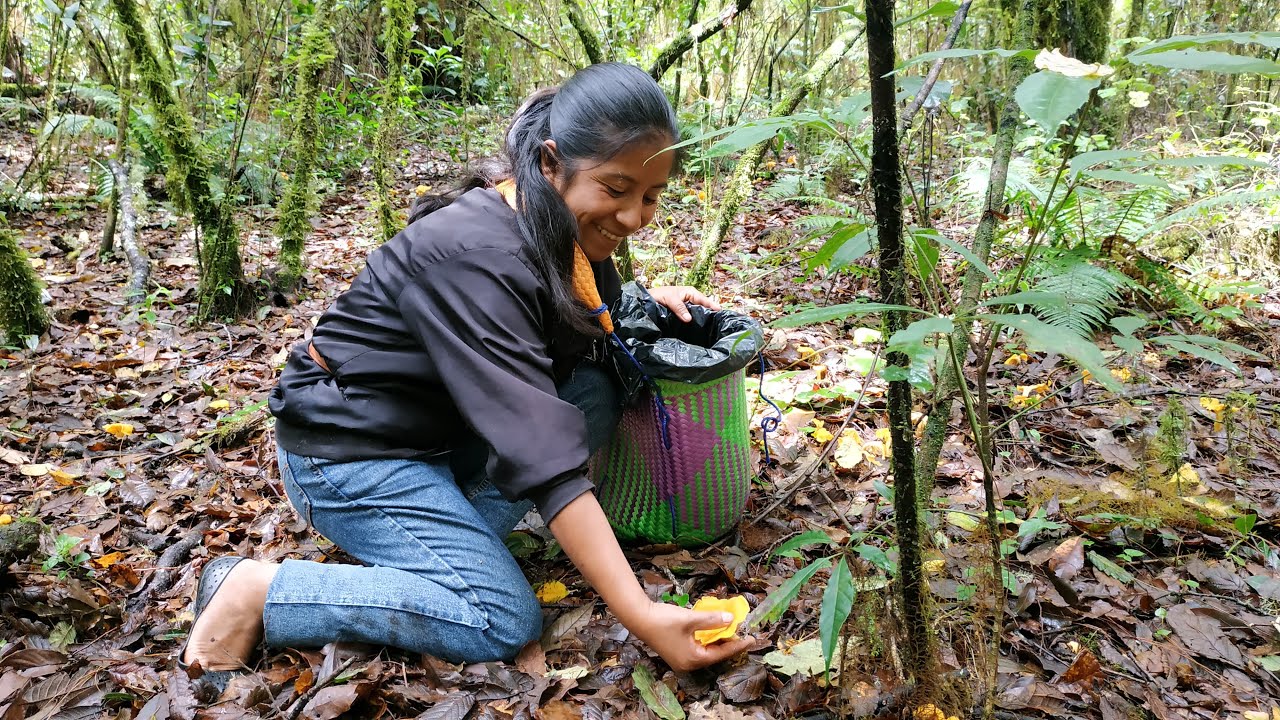 Caminé varias horas para llegar al cerro en busca de hongos amarillos, los preparo en encebollados