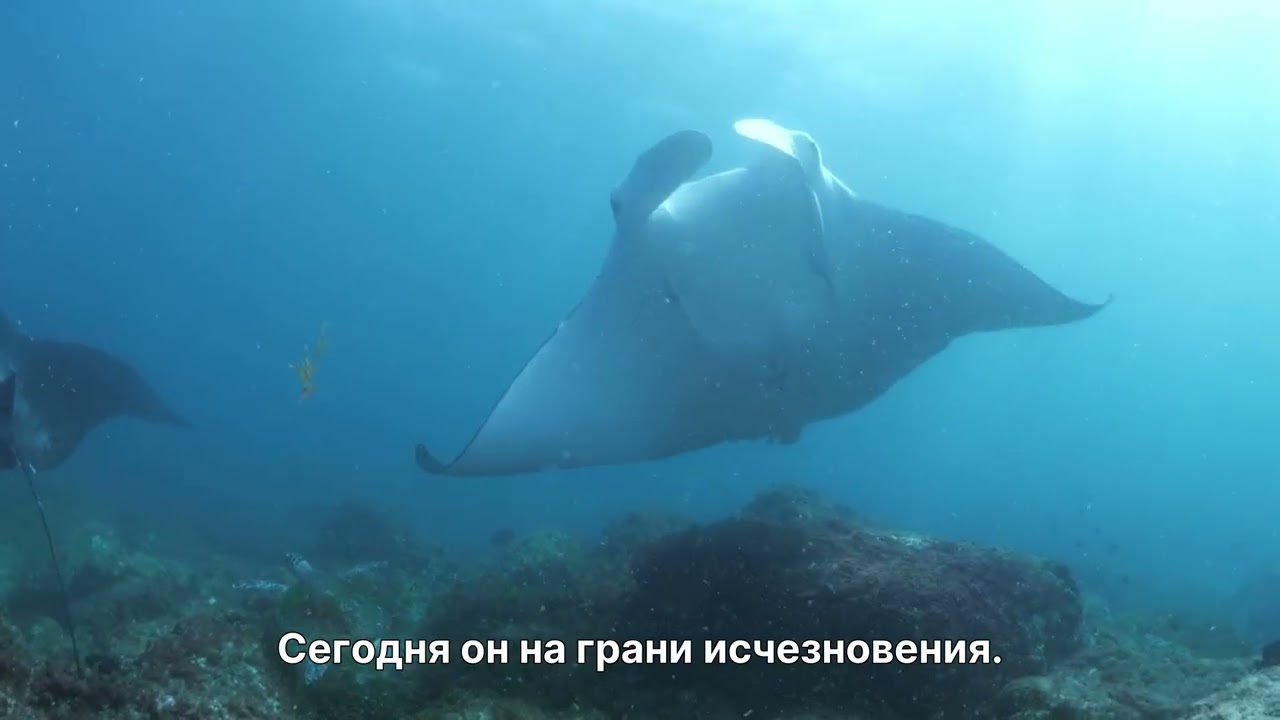 Кирибати — Уединённое островное государство Тихого океана | Природа и факты