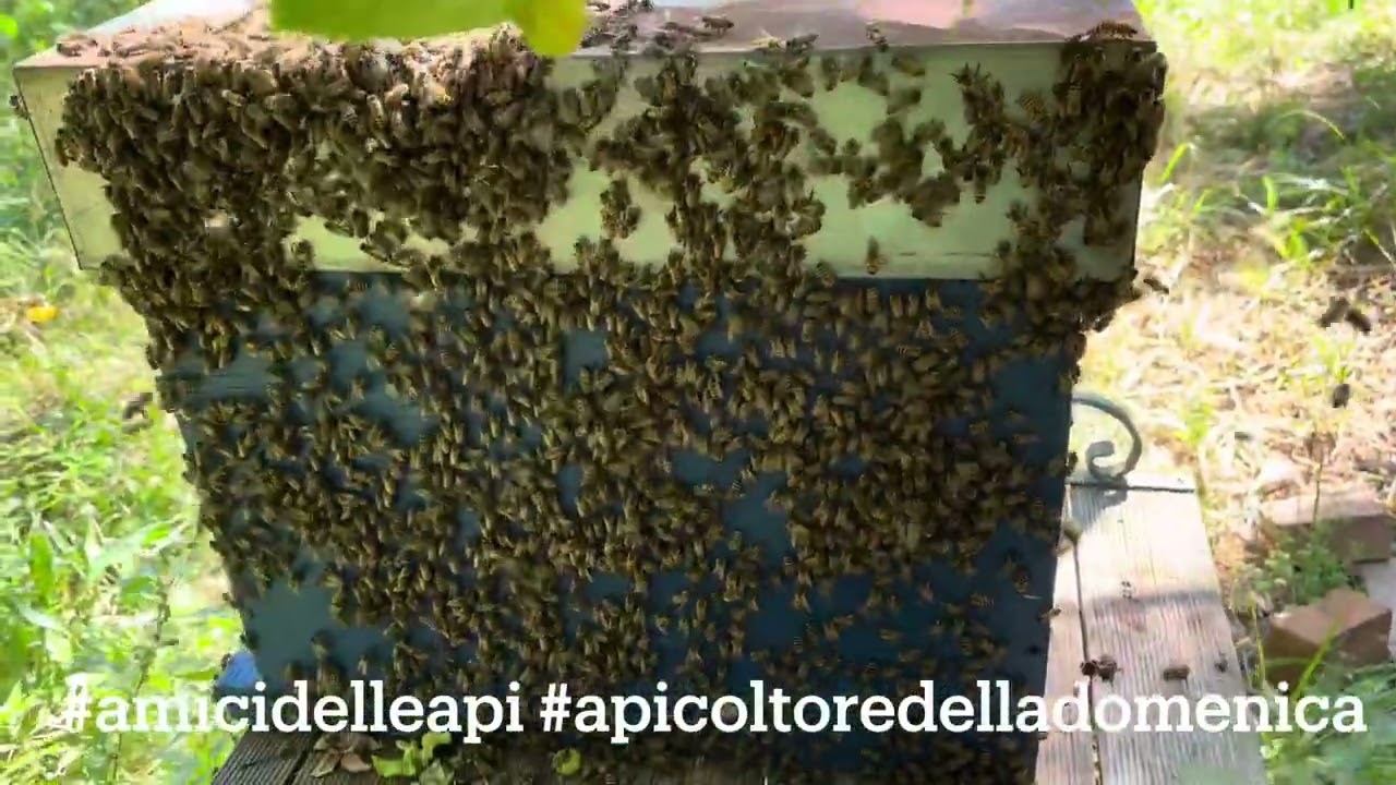 Api sciamano direttamente nel portasciami
