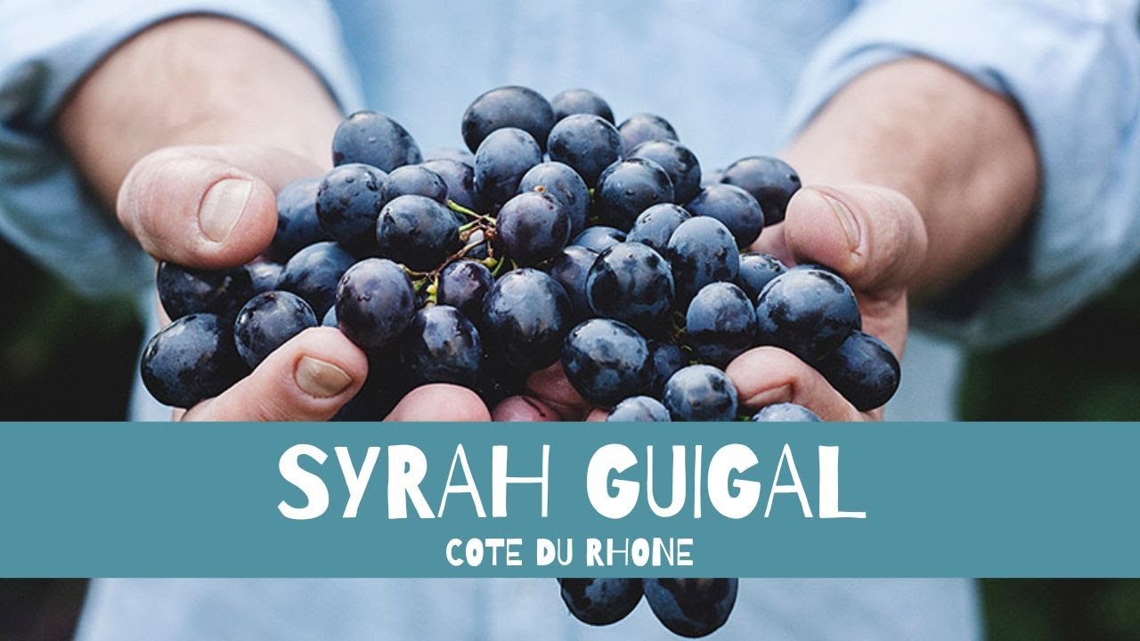 Syrah Guigal - Rodano Cote du Rhone