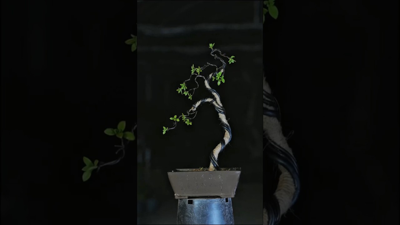 turn wild plants into bonsai #bonsai #bonsaitree #moutainlife