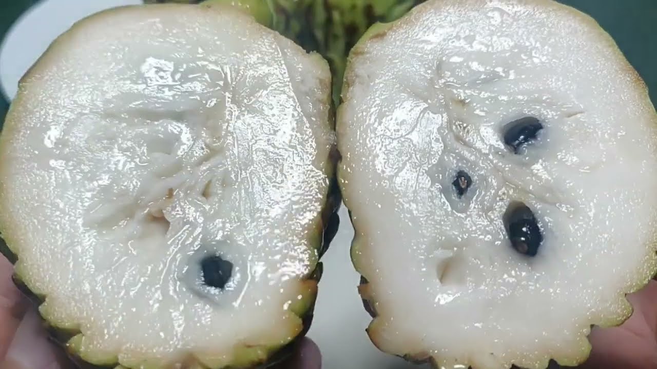 Surprisingly Tasty Atemoya (Pineapple Sugar Apple)