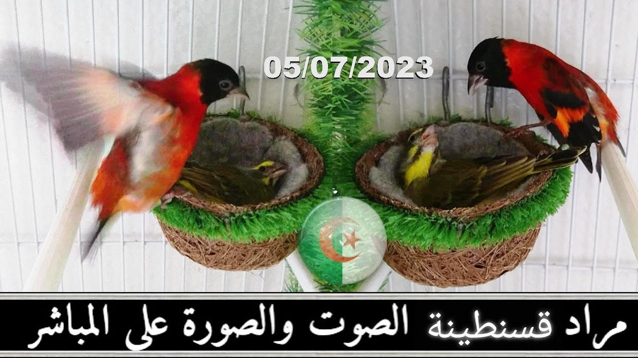 المدرسة تتحدث في ظرف أسبوع من استلامه النجاح في تزاوج ذكر طارا فنزويلا مع سورا موزمبيق انه الطبيعي