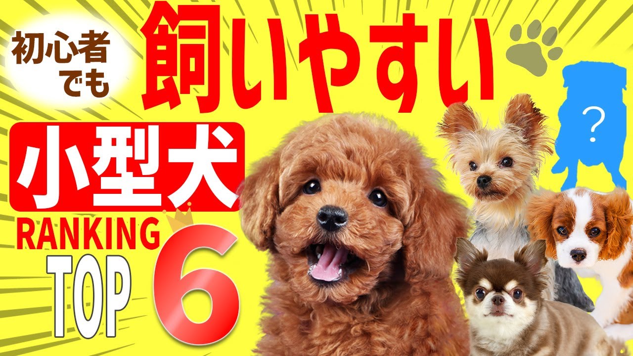 飼いやすい犬　小型犬ランキング6位＋あのワンちゃん！