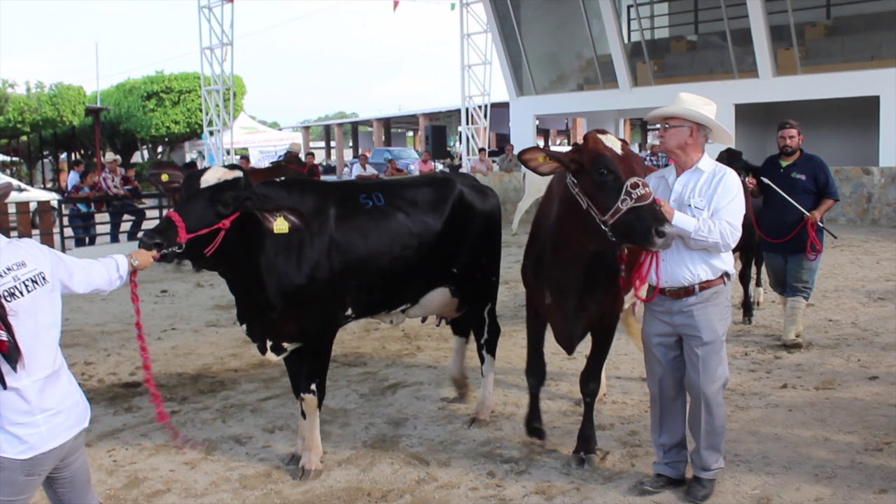 Exitosa fue la II Expo Nacional de Ganado Holando Ceb&uacute;